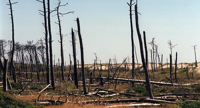 At least 1,500 people evacuated due to wildfire on France’s Oleron Island 